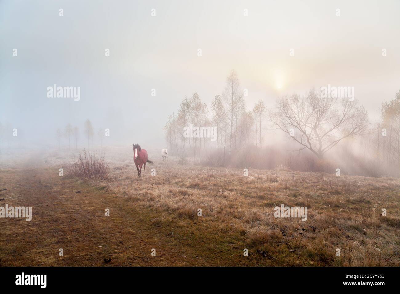 Pferde wandern auf der Herbstweide, Sonnenstrahlen durch die Bäume, tiefer Nebel. Stockfoto