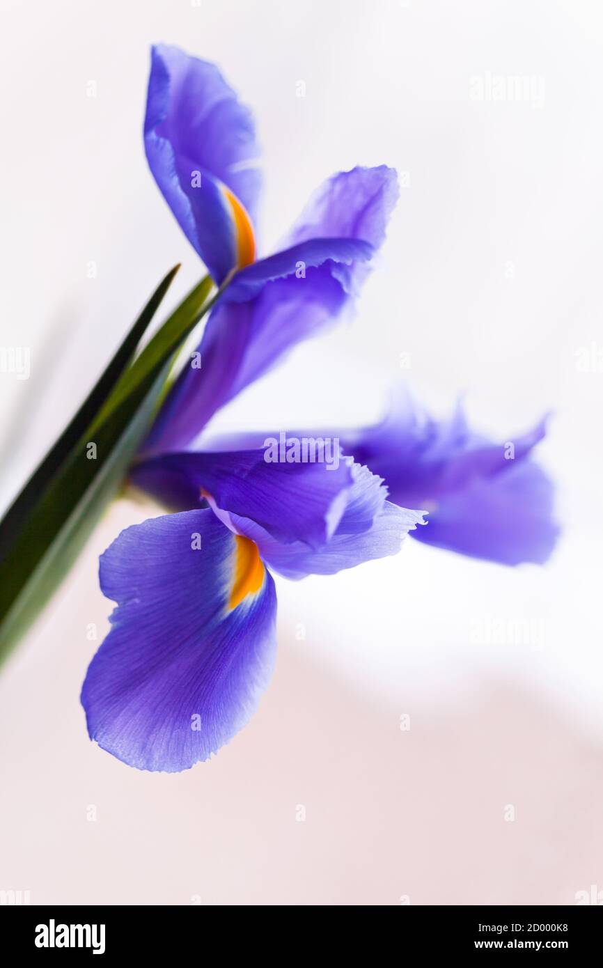 Japanische Irisblüte über hellgrauem unscharfem Hintergrund, vertikales Makrofoto mit selektivem Weichfokus. Iris Laevigata Stockfoto