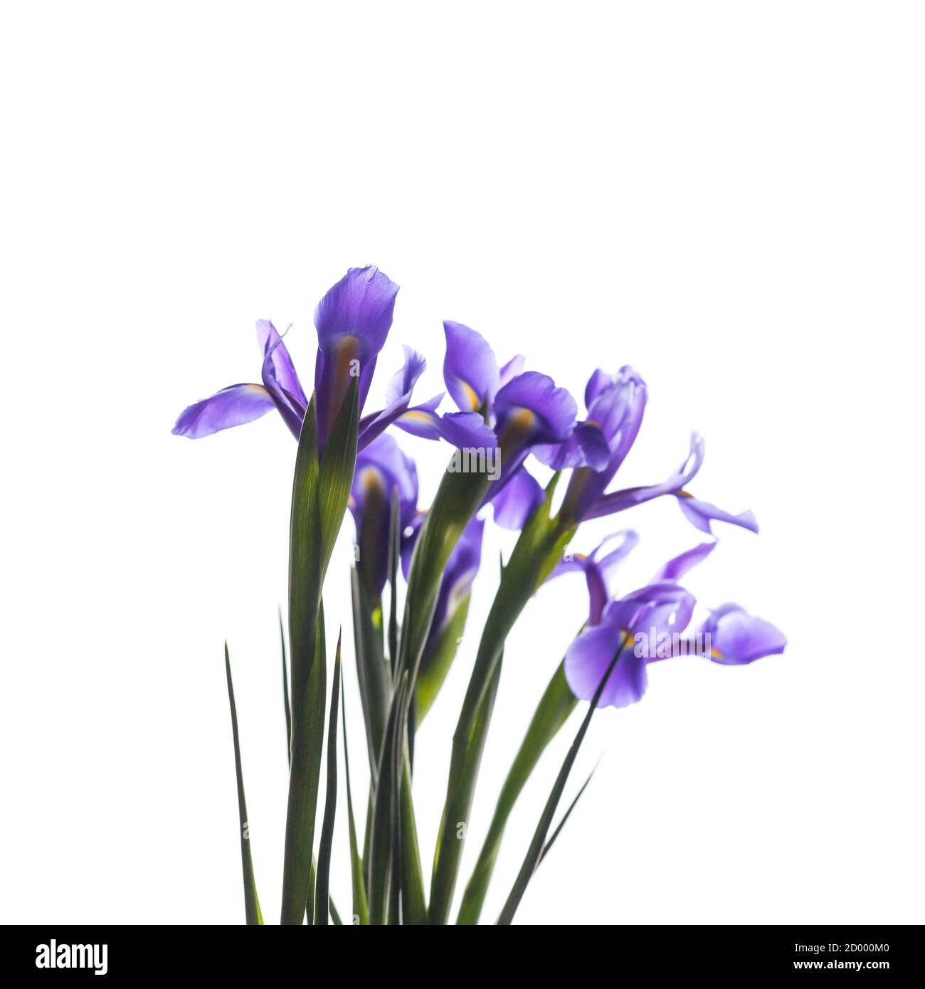 Bouquet von japanischen Iris. Dekorative Blumen isoliert auf weißem Hintergrund, quadratische Makro-Foto mit selektivem Fokus. Iris Laevigata Stockfoto