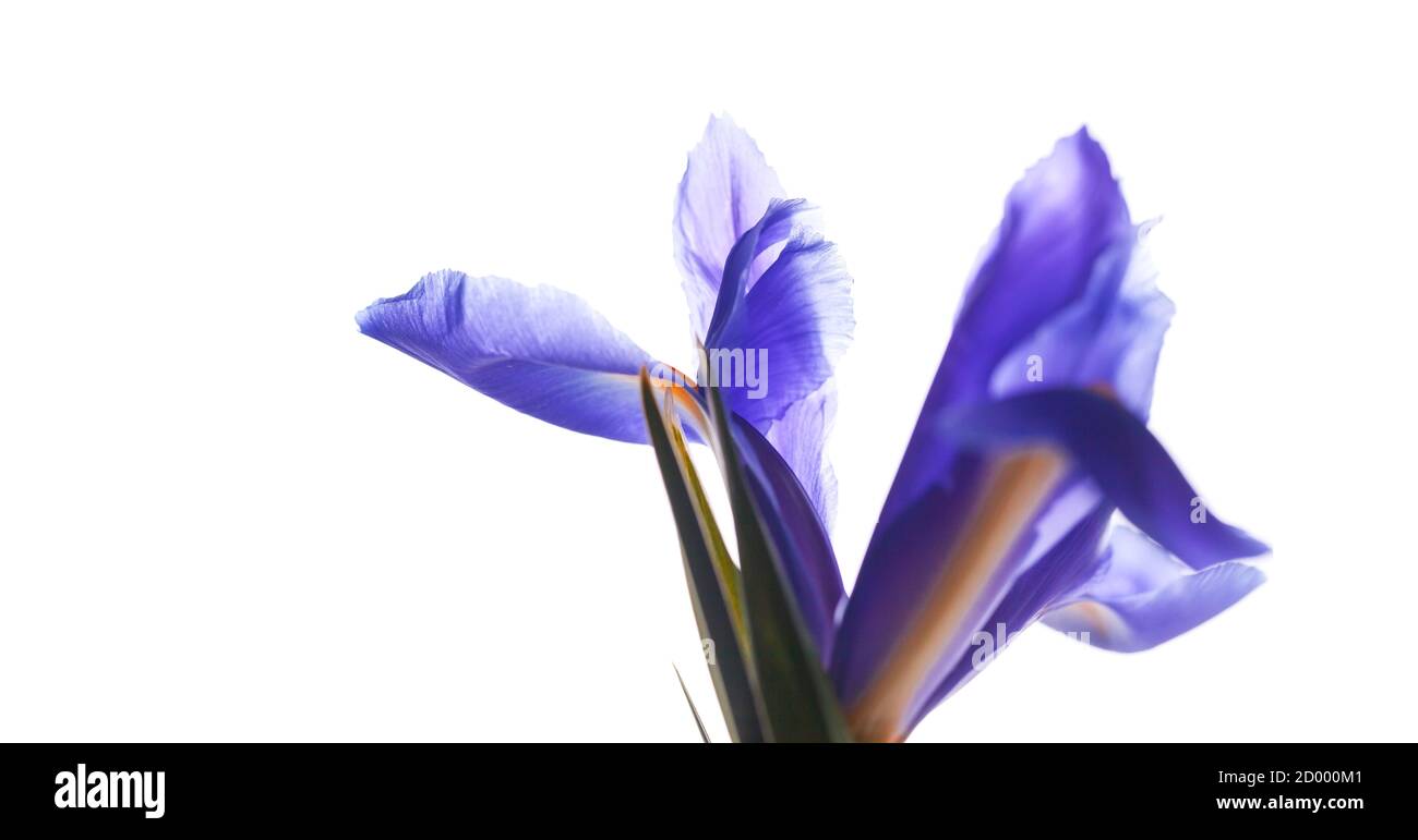 Japanische Iris Blume isoliert auf weißem Hintergrund, Makrofoto mit selektivem Fokus. Iris Laevigata Stockfoto