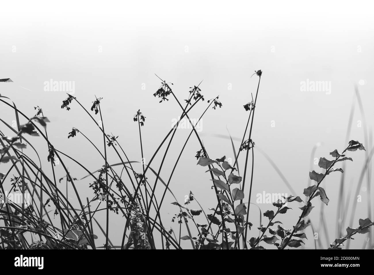 Schwarz-Weiß-Foto von Küstenschilf über verschwommenem See Wasser Hintergrund. Natürliches Foto mit selektivem Fokus Stockfoto