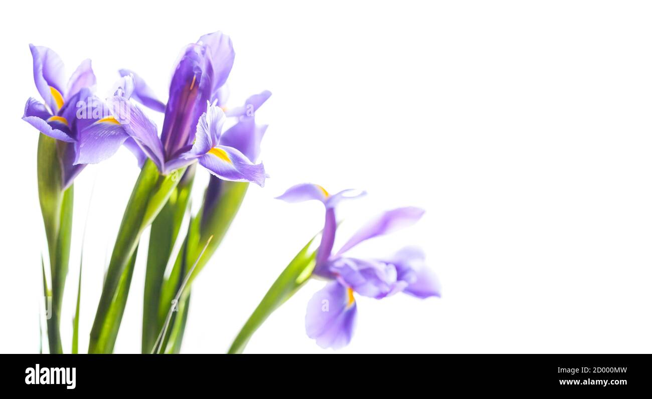 Japanische Iris. Dekorative Blumen isoliert auf weißem Hintergrund, Makro-Foto mit selektivem Fokus. Iris Laevigata Stockfoto