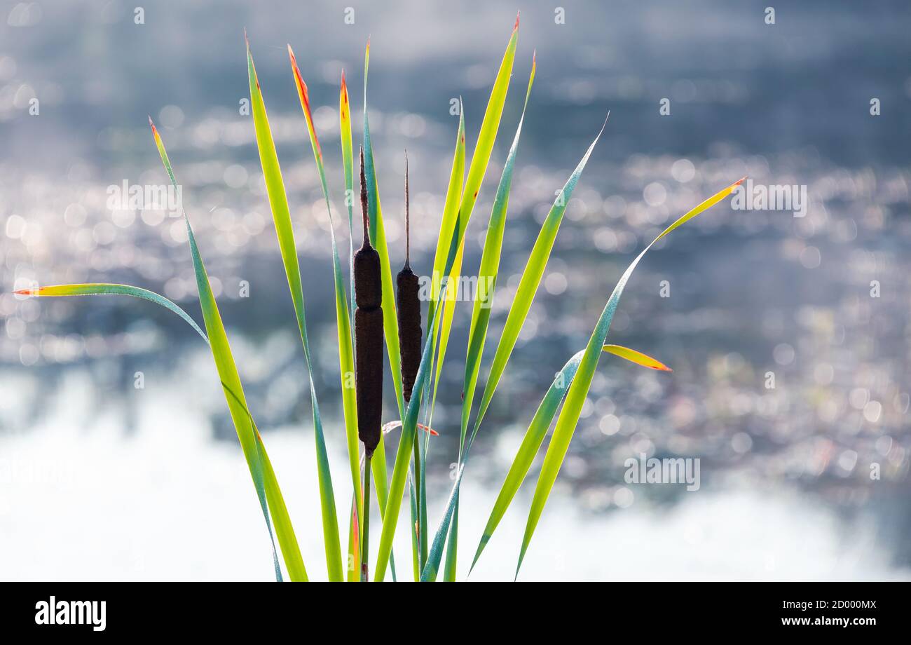 Wasserpflanzen Blätter und Blumen sind an einer Seenküste über verschwommenem blauen See Hintergrund. Natürliches Foto mit selektivem Weichfokus. Typha oder Bullush Plan Stockfoto