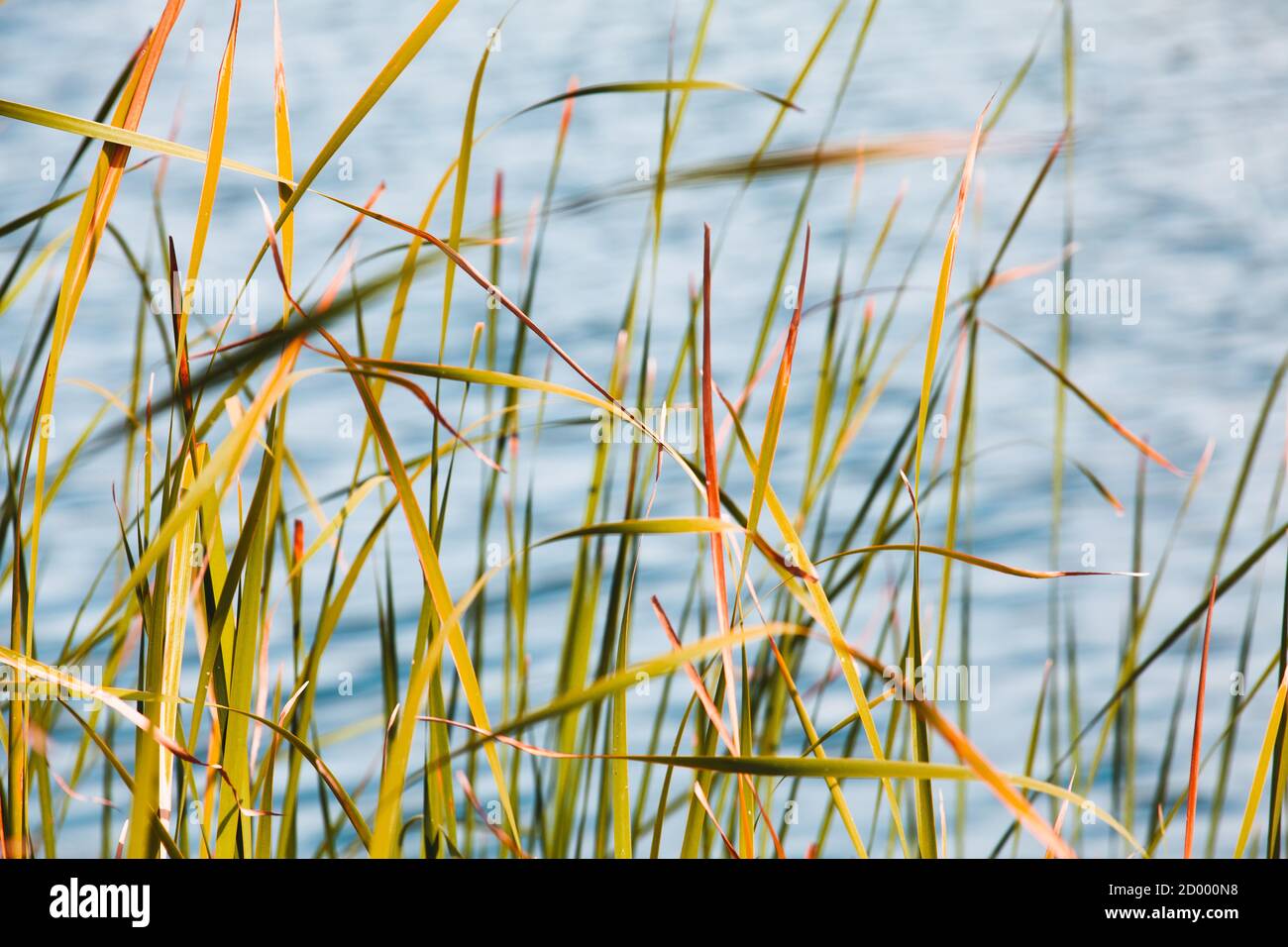 Küstengras. Gelb grüne Blätter winken auf Wind über verschwommenem blauen See Wasser Hintergrund. Natürliches Foto mit selektivem Fokus Stockfoto