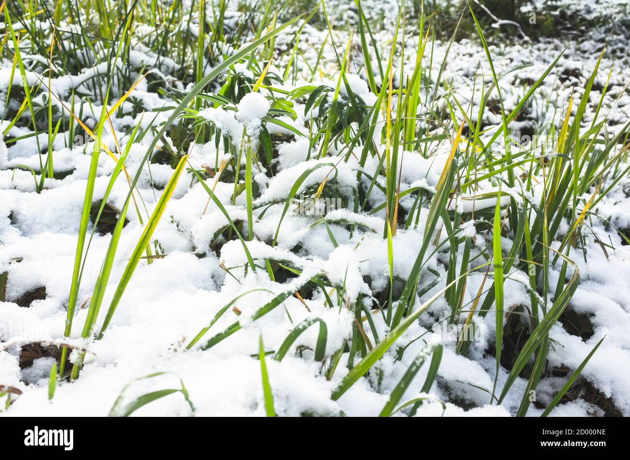 Natürliches Makrofoto mit Frost im Frühstadium. Grünes Gras bedeckt mit frischem Schnee Stockfoto