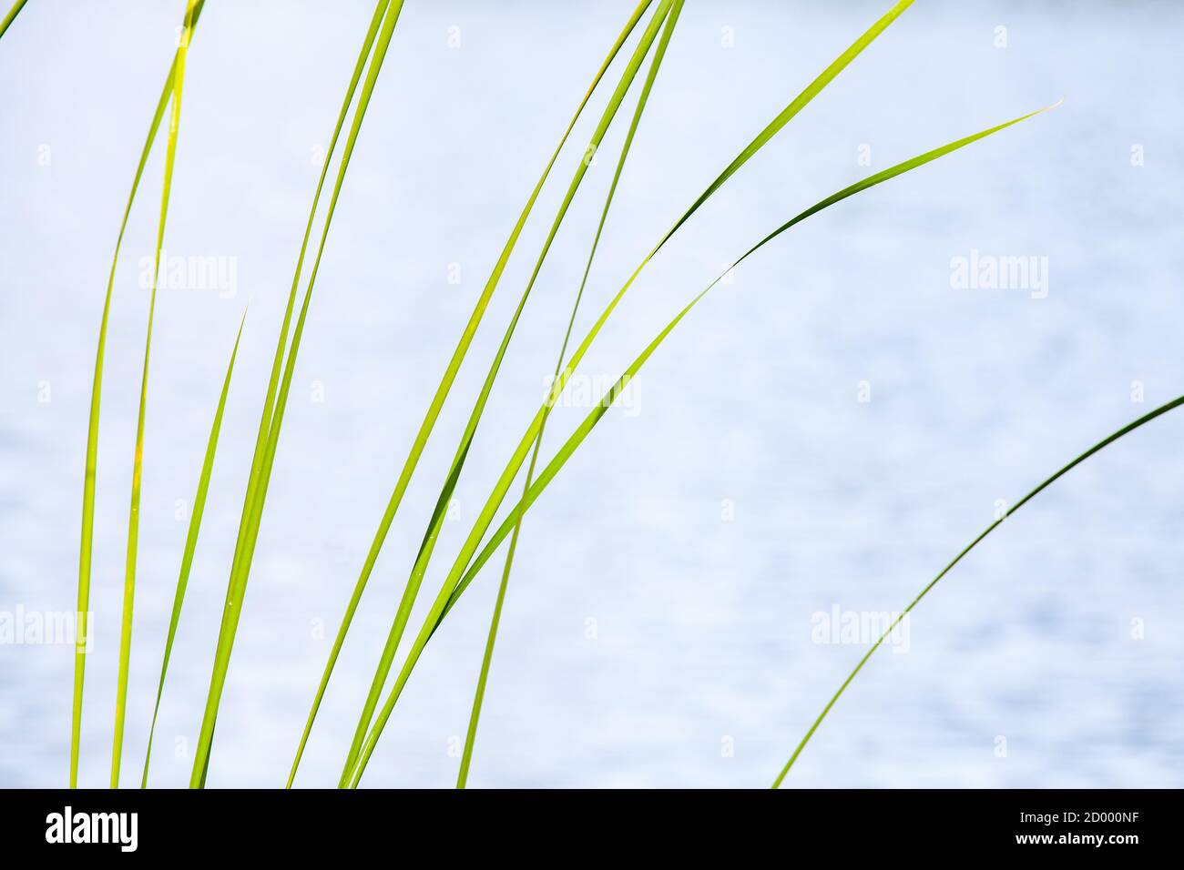 Abstraktes Naturfoto mit grünen Küstenpflanzen über verschwommenem Wasser Hintergrund Stockfoto