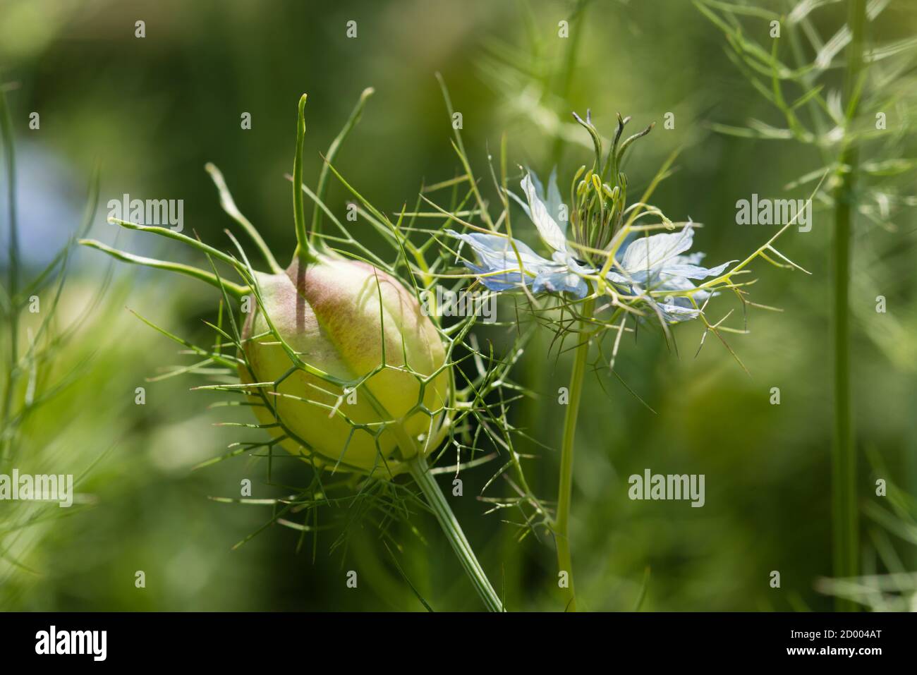 Blume und Samen Schote der zerlumpten Dame Butterblume Pflanze Stockfoto