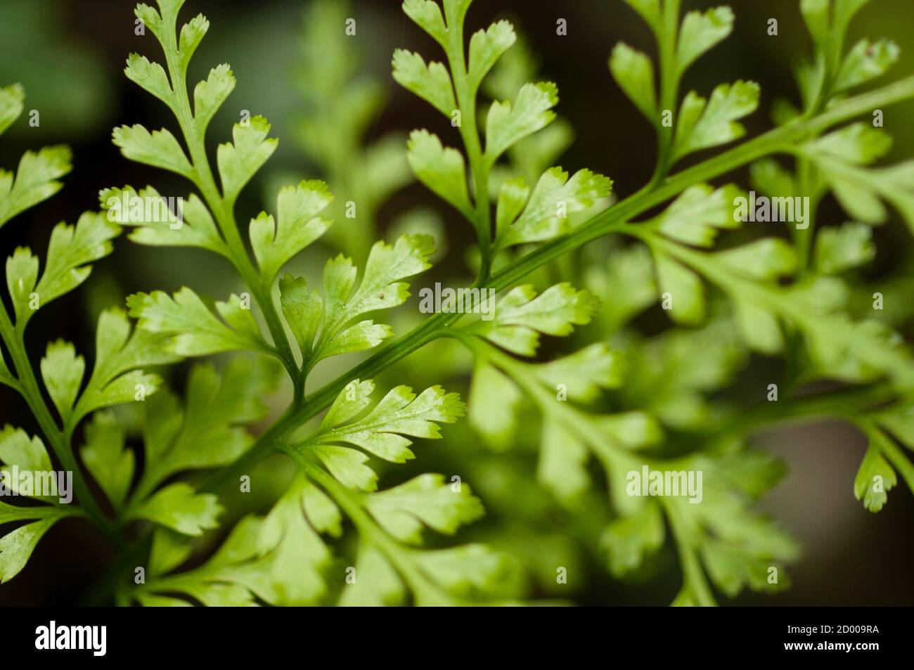 Detail des grünen Farnblattes in diffusem Licht Stockfoto