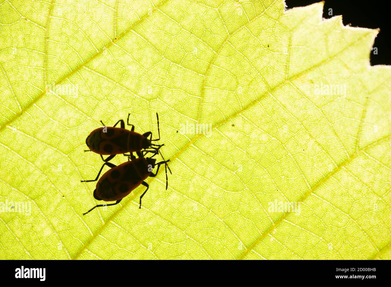 feuerbug, Pyrrhocoris apterus, gemeines Insekt der Familie Pyrrhocoridae, unter einem Blatt. Stockfoto