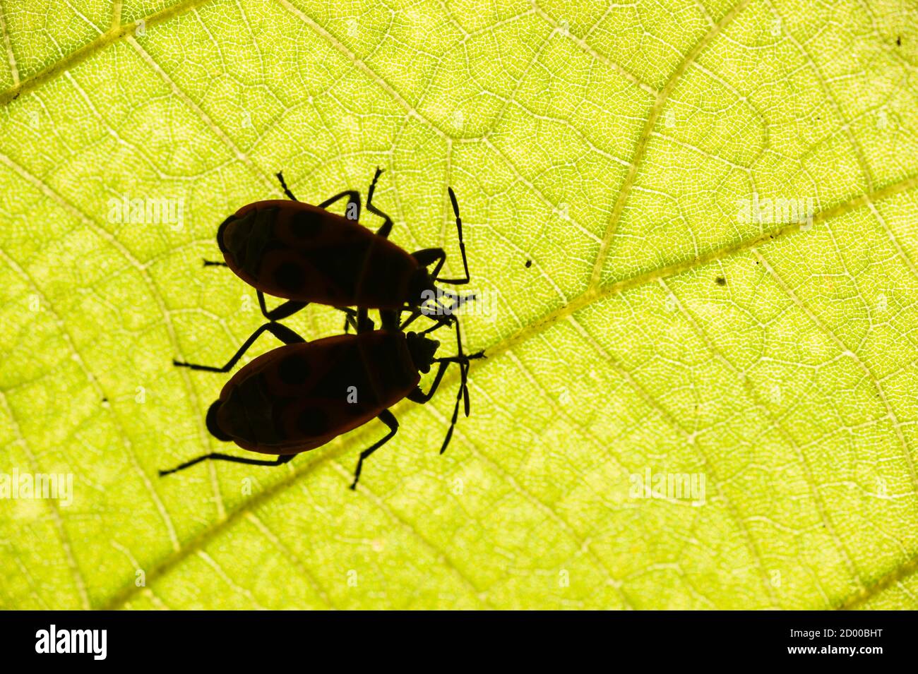 feuerbug, Pyrrhocoris apterus, gemeines Insekt der Familie Pyrrhocoridae, unter einem Blatt. Stockfoto