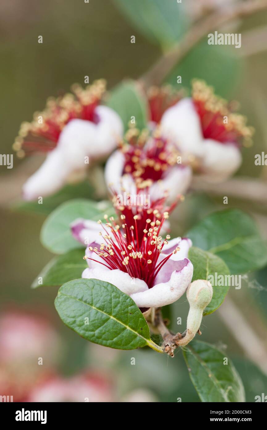 Blüten von Acca sellowiana, blühende Pflanze in der Myrte Familie, Myrtaceae, heimisch in Südamerika, Feijoa, Ananas Guava, Guavasteen. Stockfoto