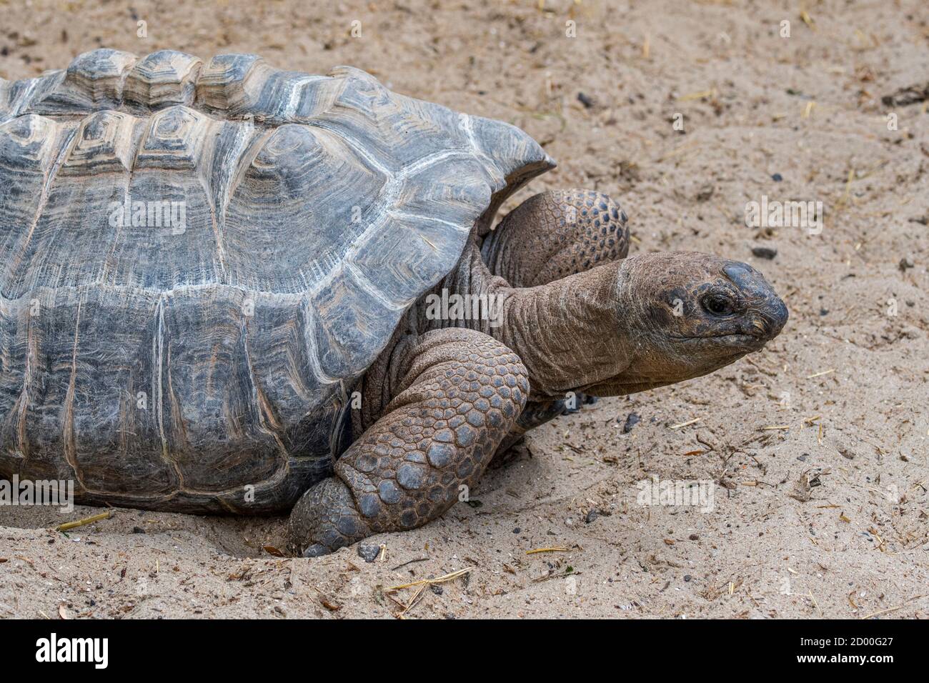 Riesenschildkröte (Aldabrachelys gigantea/Testudo gigantea), die für die Inseln der Aldabra Atoll auf den Seychellen Stockfoto