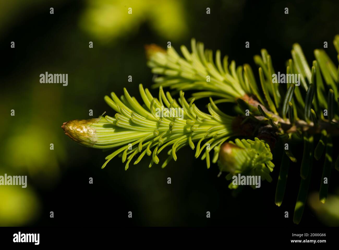 Detail der Blattknospen von Norwegen rote Fichte Baum Stockfoto