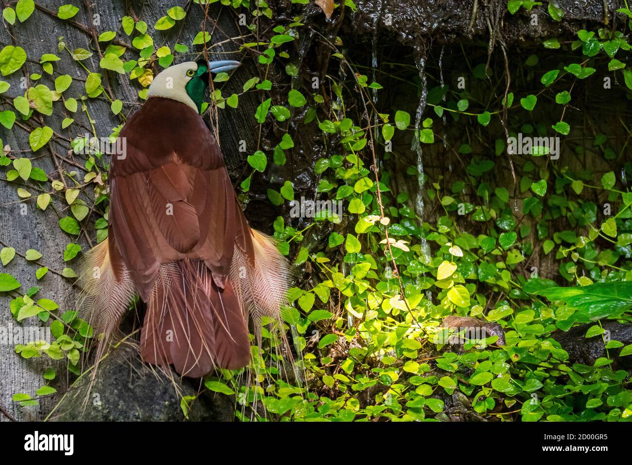 Großer Paradiesvogel (Paradisaea apoda) Männchen, beheimatet im Südwesten von Neuguinea und den Aru-Inseln, Indonesien Stockfoto