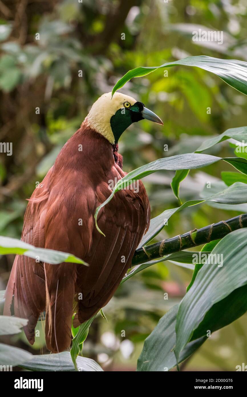 Großer Paradiesvogel (Paradisaea apoda) Männchen, beheimatet im Südwesten von Neuguinea und den Aru-Inseln, Indonesien Stockfoto