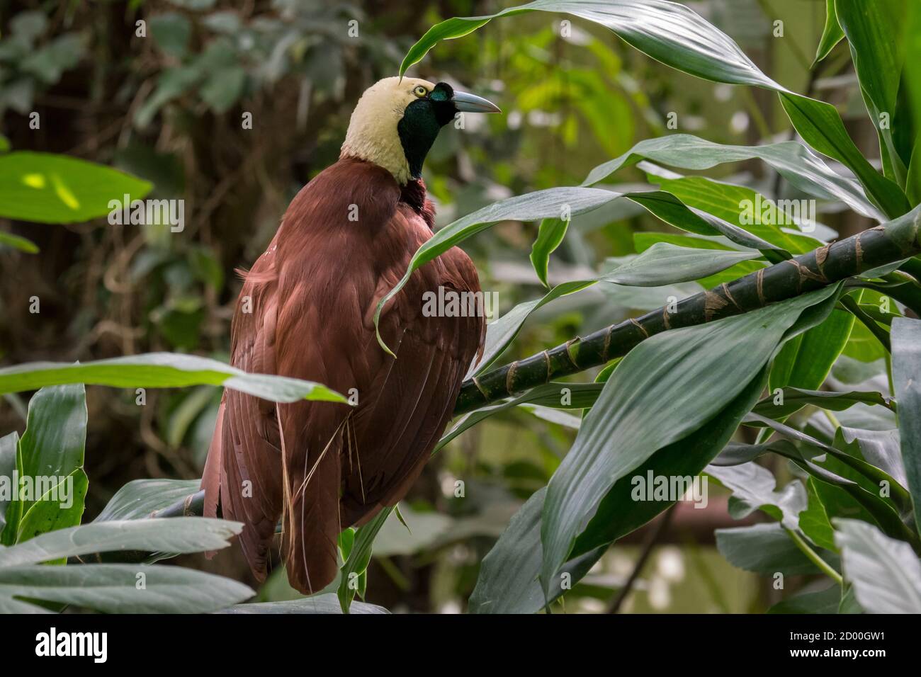 Großer Paradiesvogel (Paradisaea apoda) Männchen, beheimatet im Südwesten von Neuguinea und den Aru-Inseln, Indonesien Stockfoto