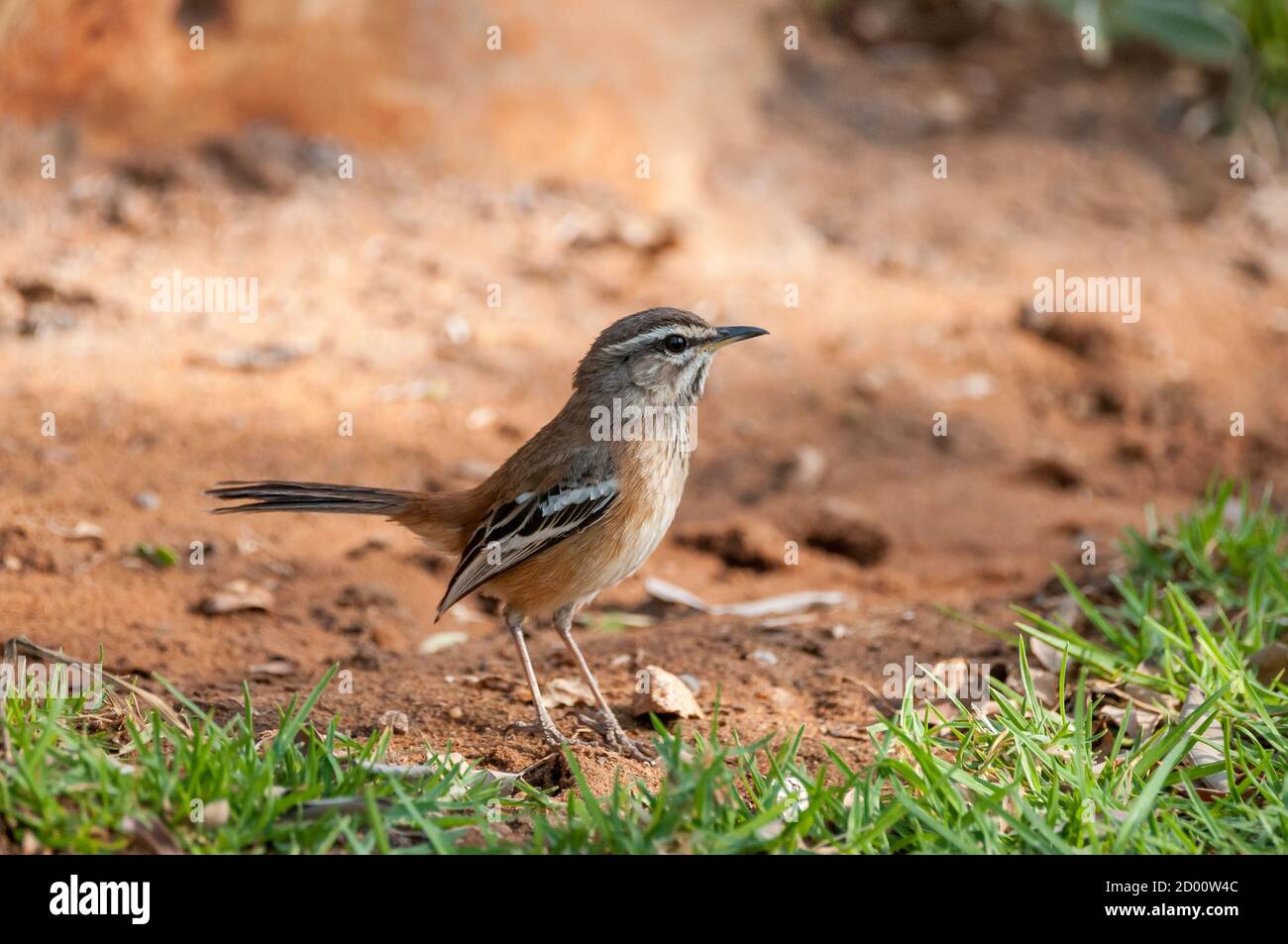Cercotrichas paena, Kalahari Scrub Robin, am Boden, Namibia, Afrika Stockfoto