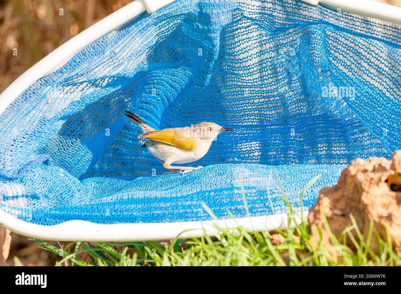 Camaroptera brevicaudata, Graurückencamaroptera, Essen in einem Schwimmbad Skimmer net, Namibia, Afrika Stockfoto