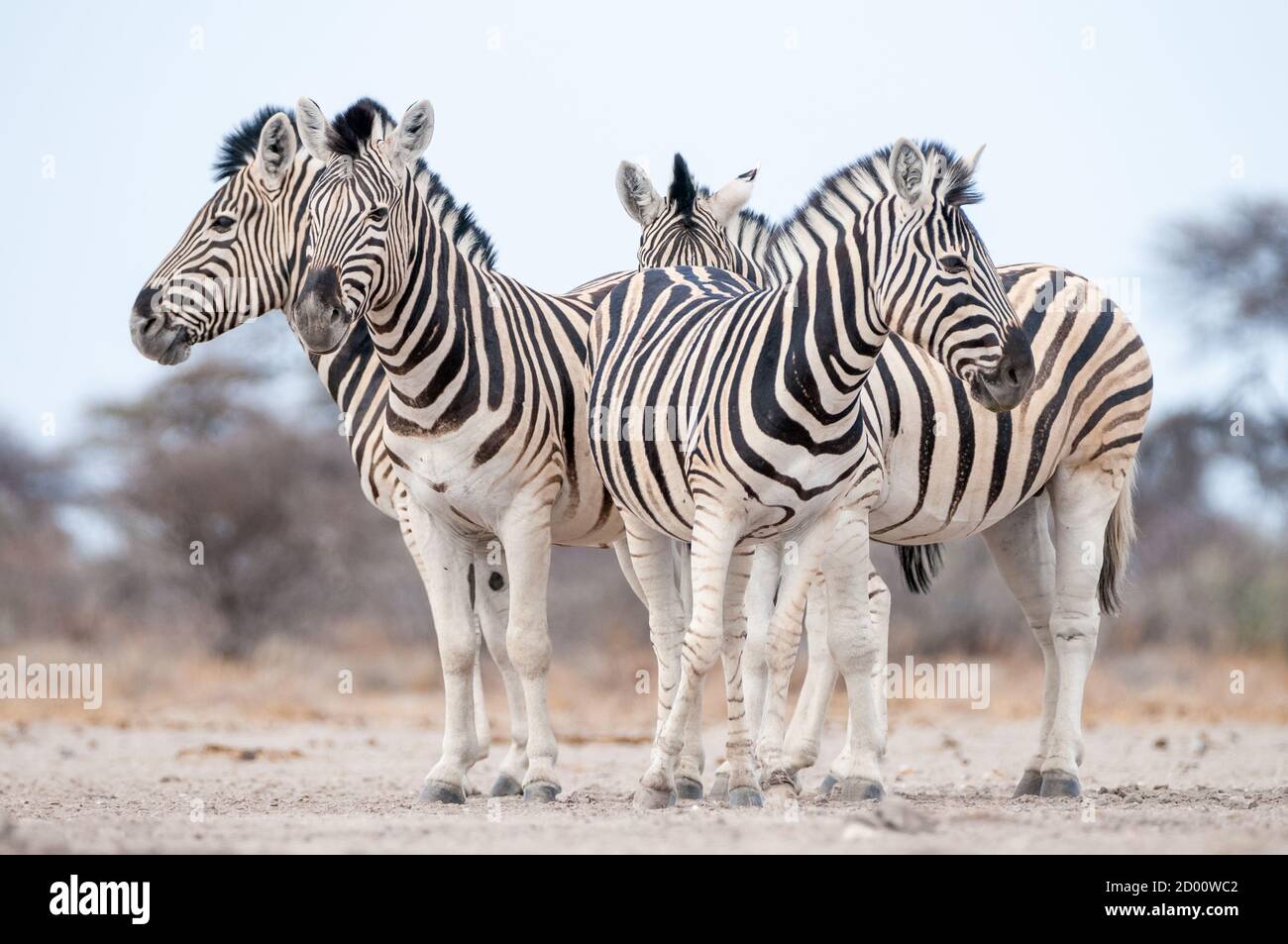 Equus quagga, gemeines Zebra, Namibia, Afrika Stockfoto