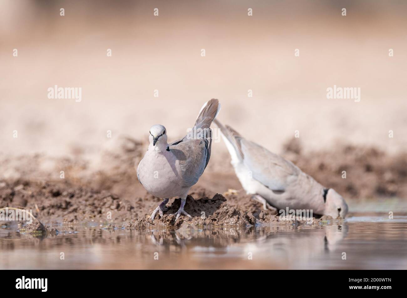 Streptopelia capicola, Kapschildkröte Taube, Trinken, Namibia, Afrika Stockfoto