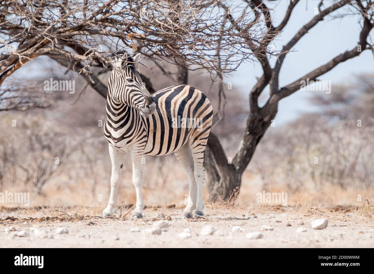 Equus quagga, gemeines Zebra, Namibia, Afrika Stockfoto