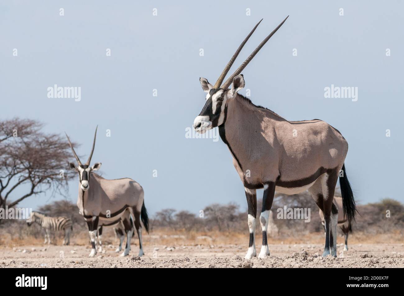 Oryx gazella, Oryx, Gemsbok, Namibia, Afrika Stockfoto