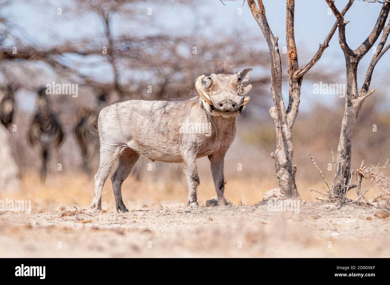 Phacochoerus africanus, gewöhnlicher Warzenschwein, Namibia, Afrika Stockfoto