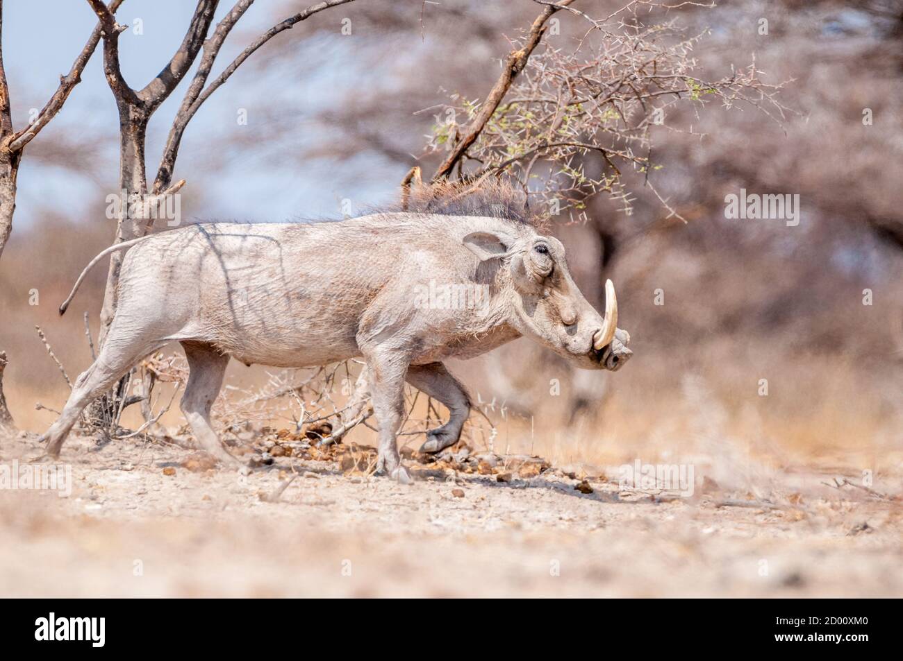 Phacochoerus africanus, gewöhnlicher Warzenschwein, Namibia, Afrika Stockfoto