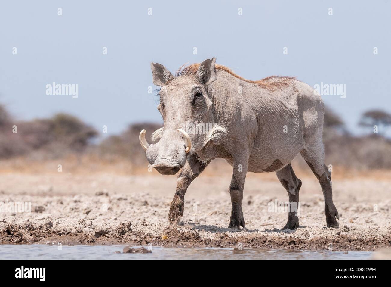 Phacochoerus africanus, gewöhnlicher Warzenschwein, Namibia, Afrika Stockfoto
