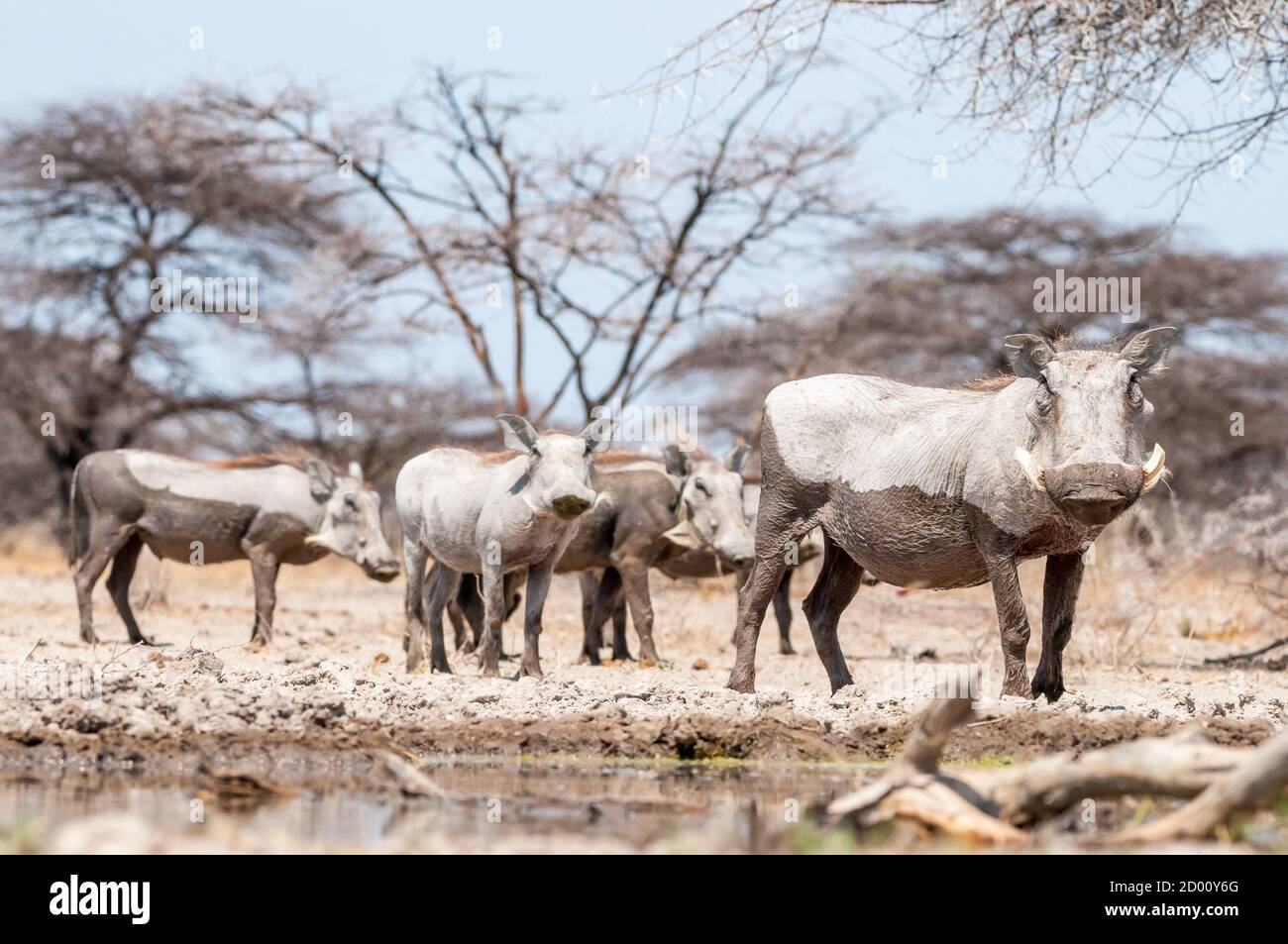 Phacochoerus africanus, gewöhnlicher Warzenschwein, Namibia, Afrika Stockfoto