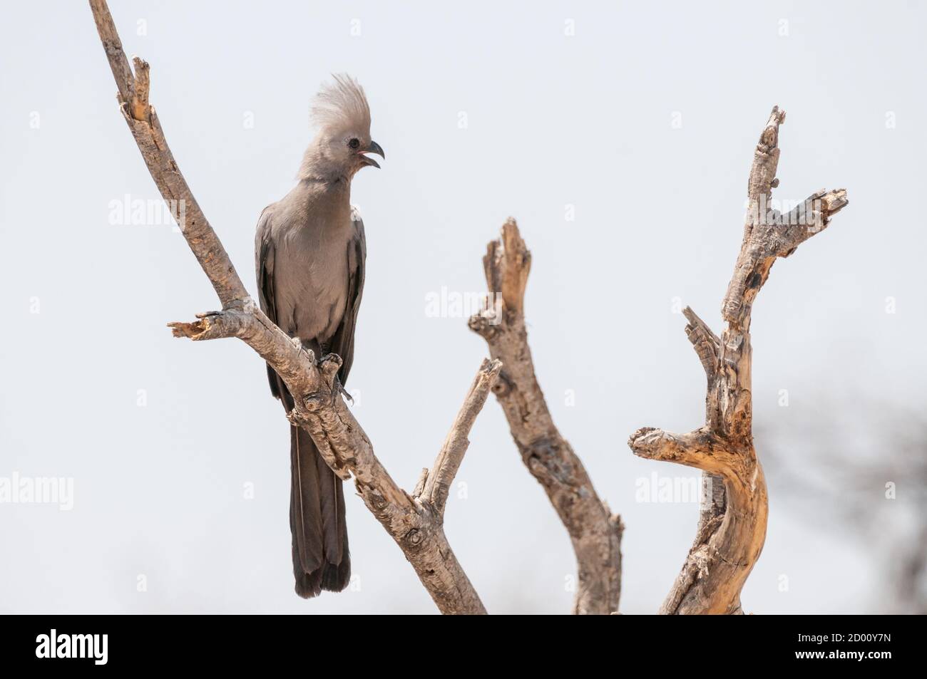 Corythaixoides concolor, graue Loerie, an einem Zweig, Namibia, Afrika Stockfoto