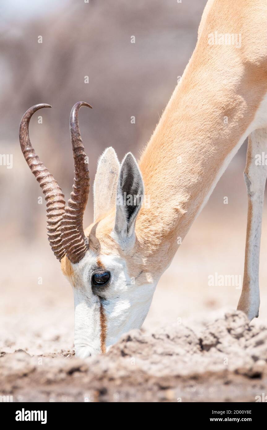 Antidorcas marsupialis, Springbok, Trinken, Namibia, Afrika Stockfoto