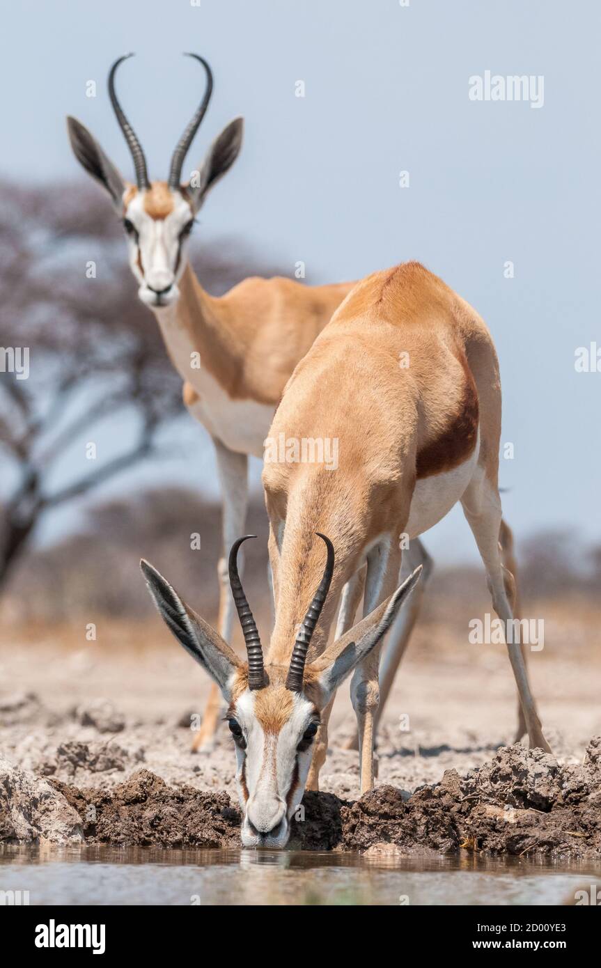 Antidorcas marsupialis, Springbok, Trinken, Namibia, Afrika Stockfoto