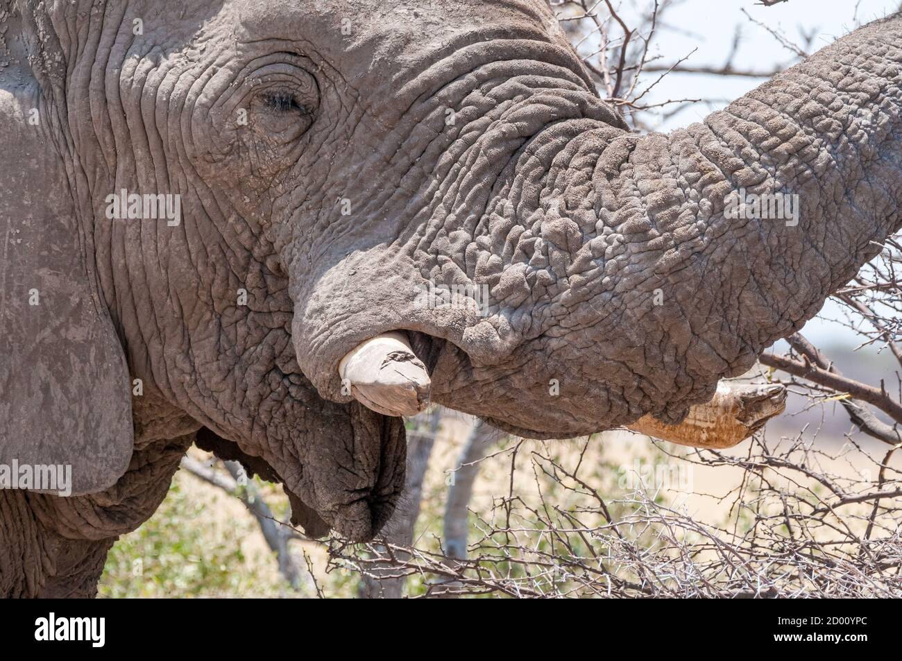 Loxodonta africana, afrikanischer Buschelefant, Namibia, Afrika Stockfoto