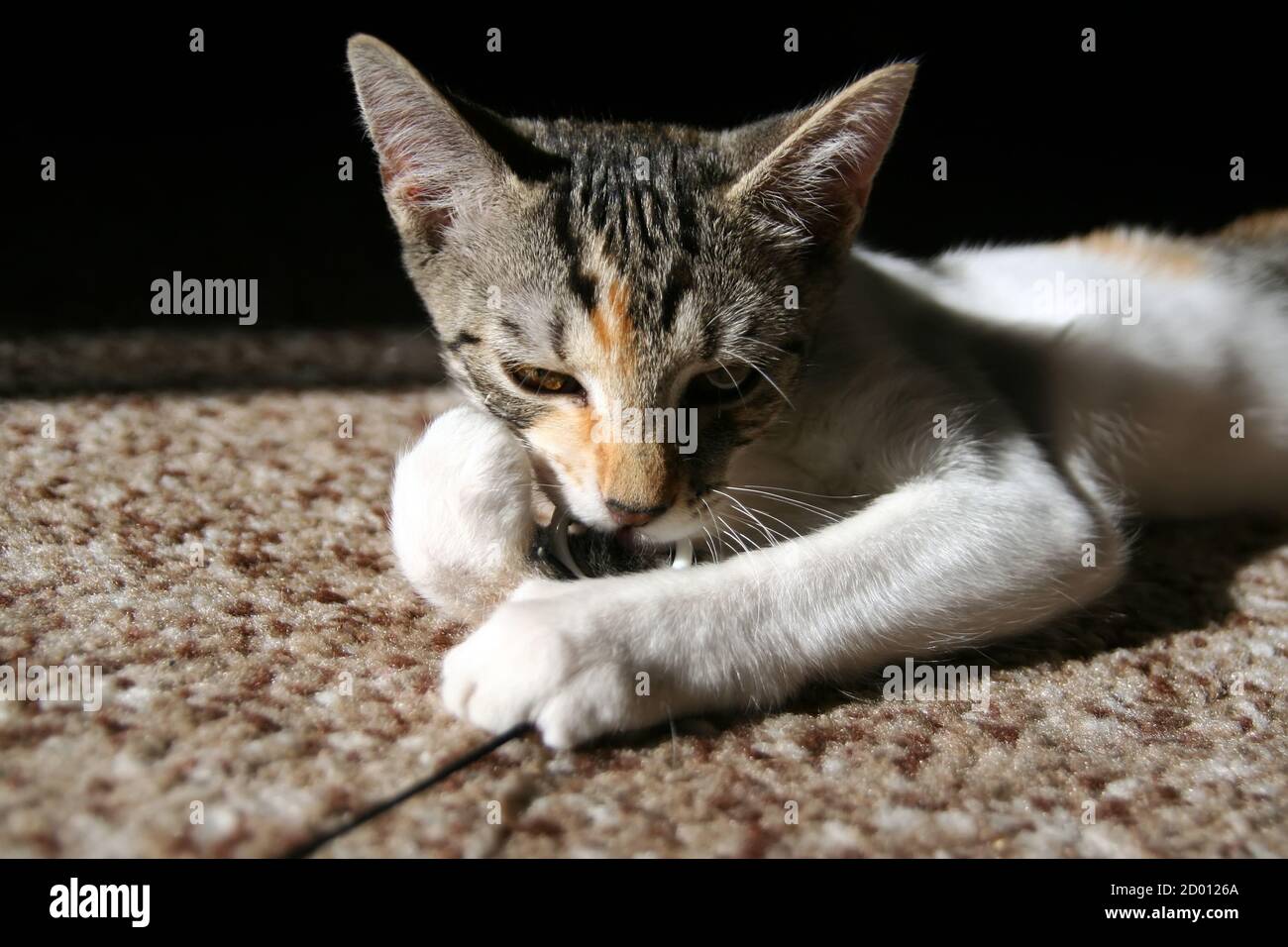 Kätzchen spielt auf einem Teppich im Wohnzimmer. Kätzchen fangen. Stockfoto