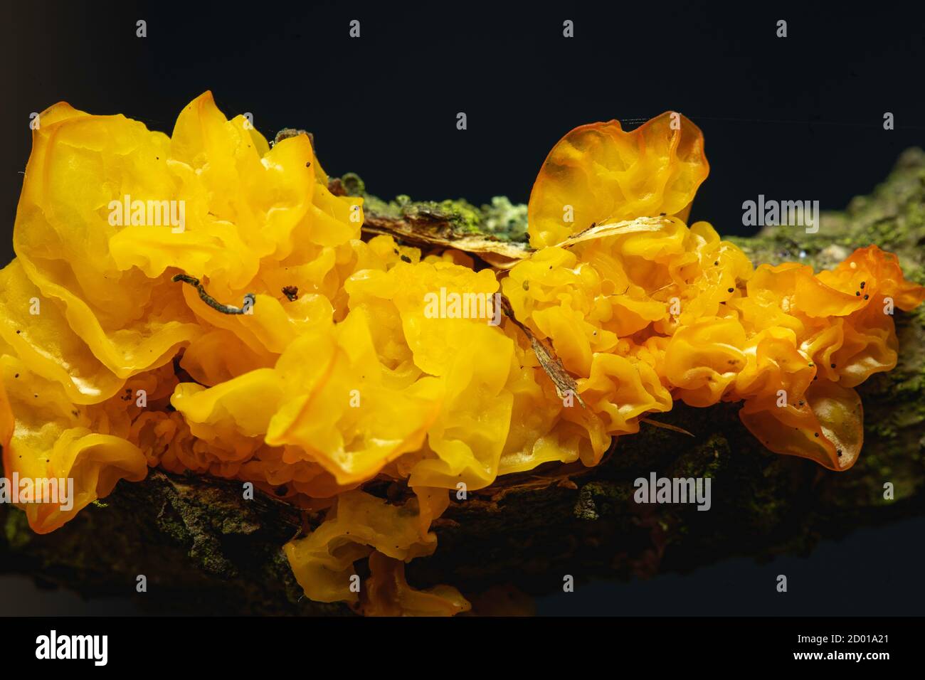 'Gelber Hirn' Pilz, lateinischer Name: Tremella mesenterica. Stockfoto