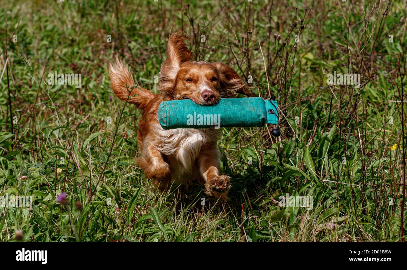 Cocker Spaniels-Gewehrhund-Trainingstagung zum Üben von Scurries. Die Spaniels wurden auf Herz und Nieren geprüft Stockfoto