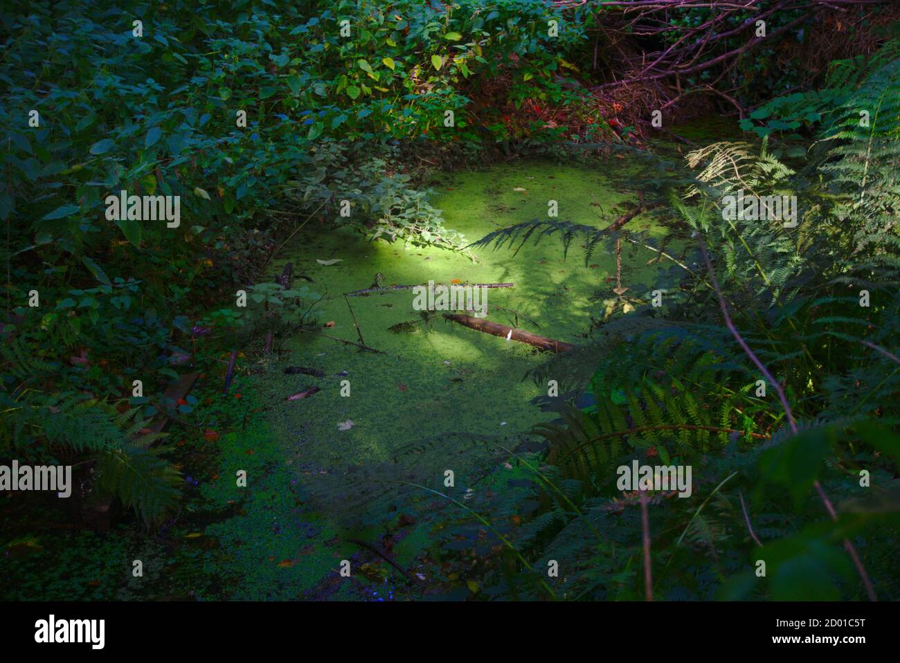 Sonnenlicht beleuchtet Algen auf einem fast stagnierenden Waldbach, Scottish Borders, Großbritannien. Stockfoto