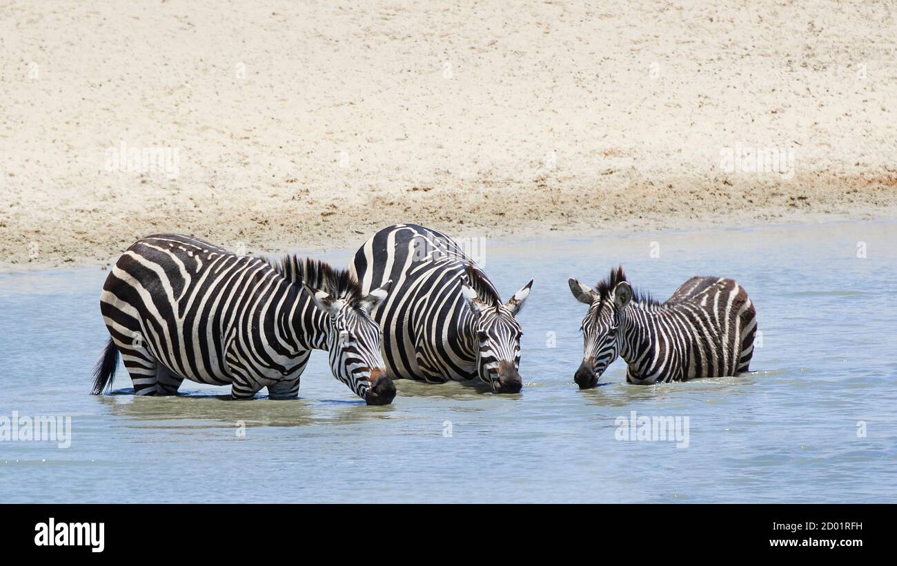 Eine Gruppe Zebras trinkt Wasser in einer Lagune im Tarangire Nationalpark, Tansania, Afrika. Stockfoto