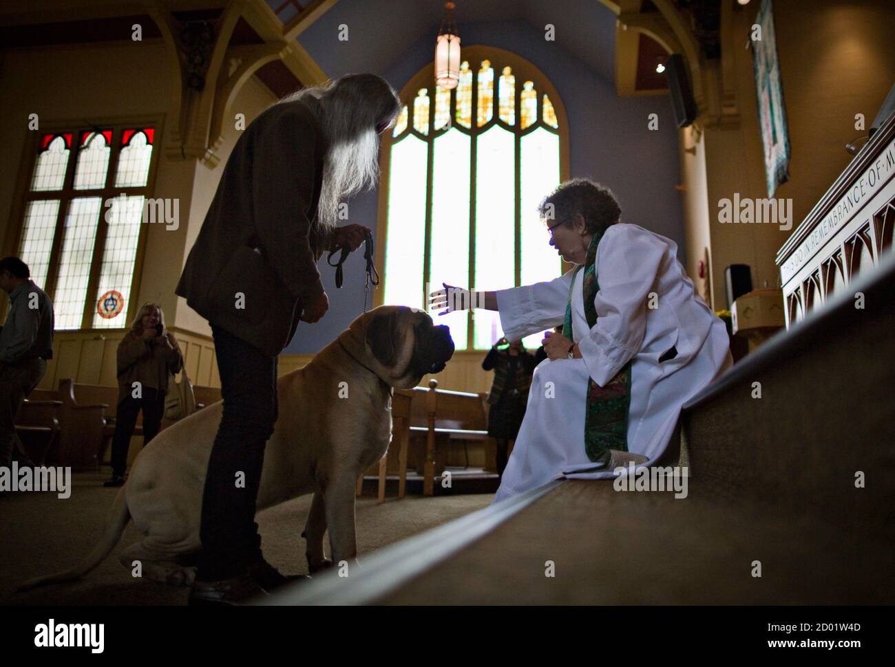 Mastiff Animal Dog English Stockfotos Und Bilder Kaufen Alamy