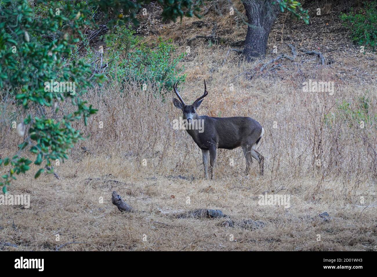 Männlicher Mule-Hirsch-Buck im Wildnispark der Whiting Ranch, Orange County, Kalifornien, USA Stockfoto