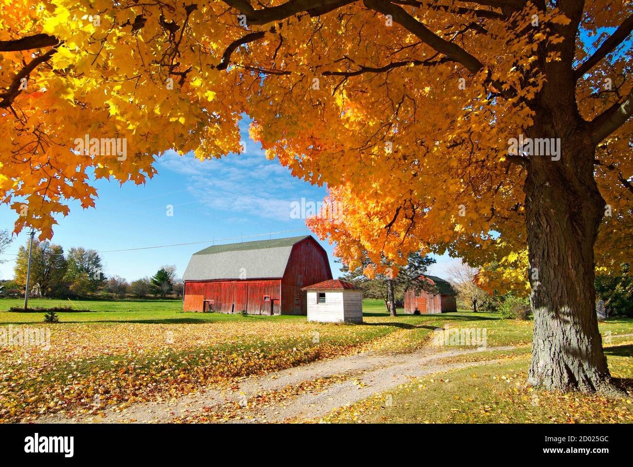 Schöne Herbstfarbe Laub in voller Herbstschönheit mit einem Ländliche Land rote Scheune Stockfoto