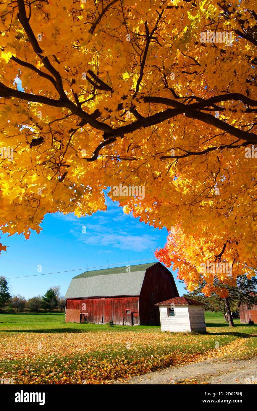 Schöne Herbstfarbe Laub in voller Herbstschönheit mit einem Ländliche Land rote Scheune Stockfoto