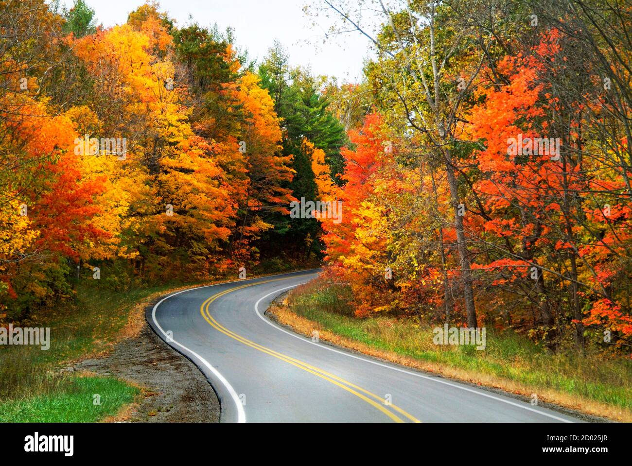 Schöne Herbstfarbe Laub in voller Herbstschönheit mit einem Kurvige S Kurve ländliche Straße Stockfoto