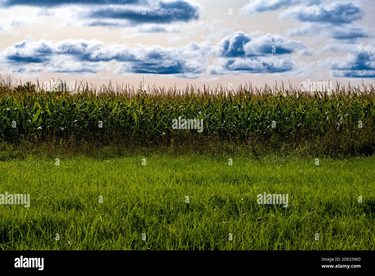 Ein Maisfeld mit hohen Maisstielen ist von der Seite aus zu sehen, mit langem Gras im Vordergrund. Ein Himmel mit dunklen Wolken ist darüber zu sehen. Stockfoto