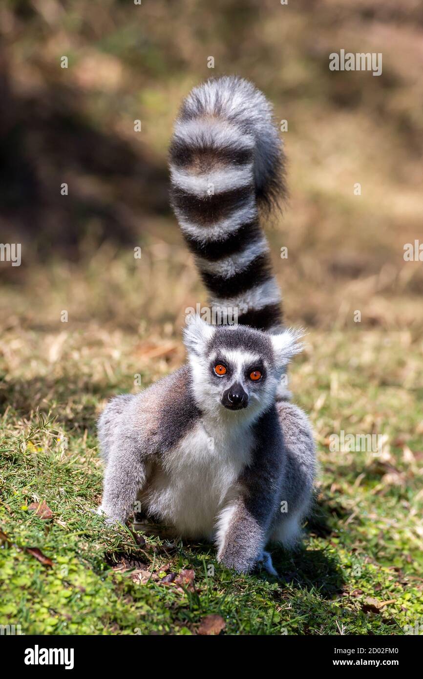 Ringschwanz-Lemur starrt in die Kamera (Lemur catta), Anja Reserve, Madagaskar Stockfoto