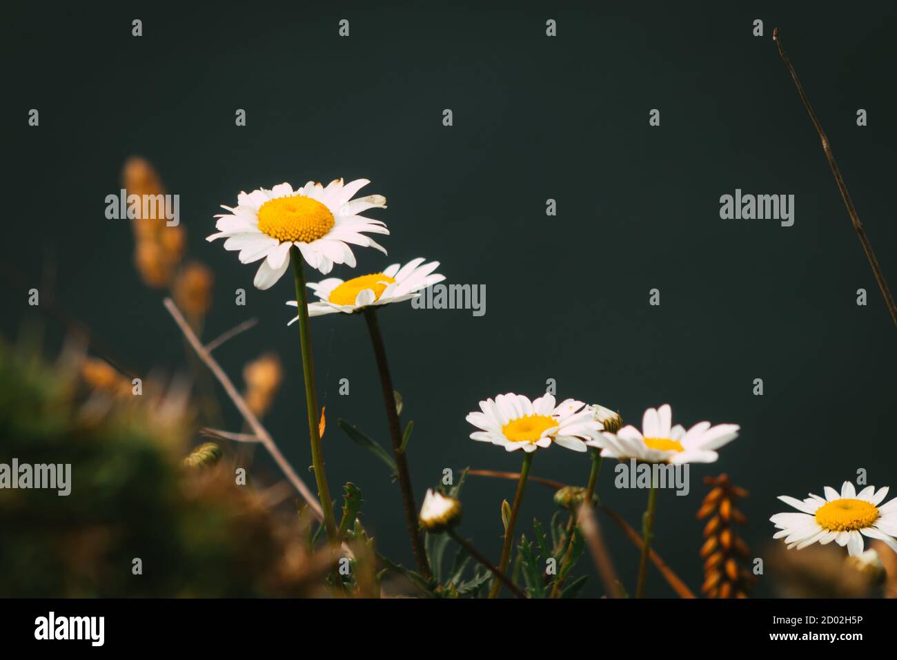 Schöne Gänseblümchen wachsen auf der Klippe. Stockfoto