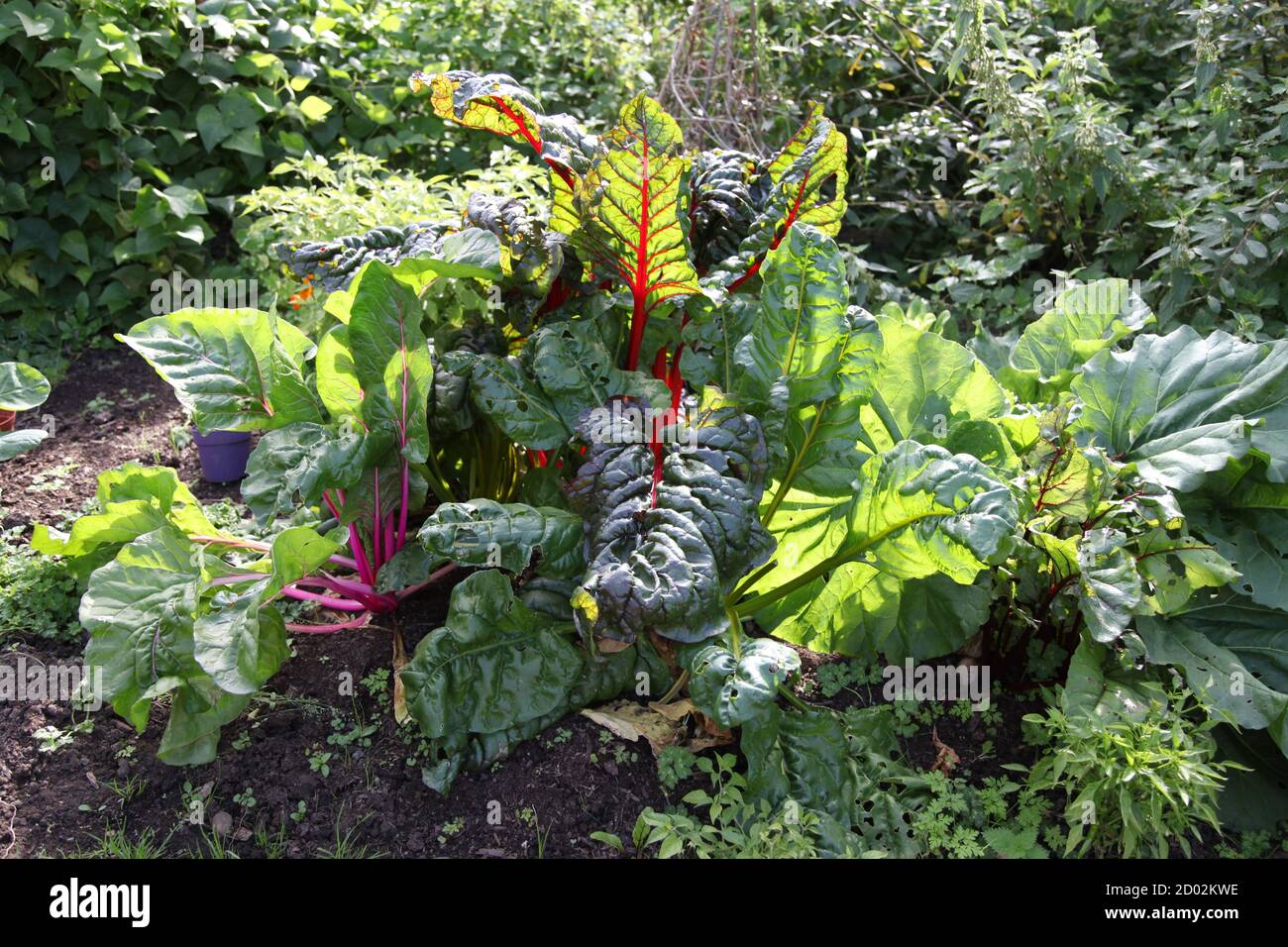 Bio Beetroots wächst im Gemeinschaftsgarten, viele natürlich angebaute, gesunde Rote Bete Blätter, Surrey, UK, September 2020 Stockfoto
