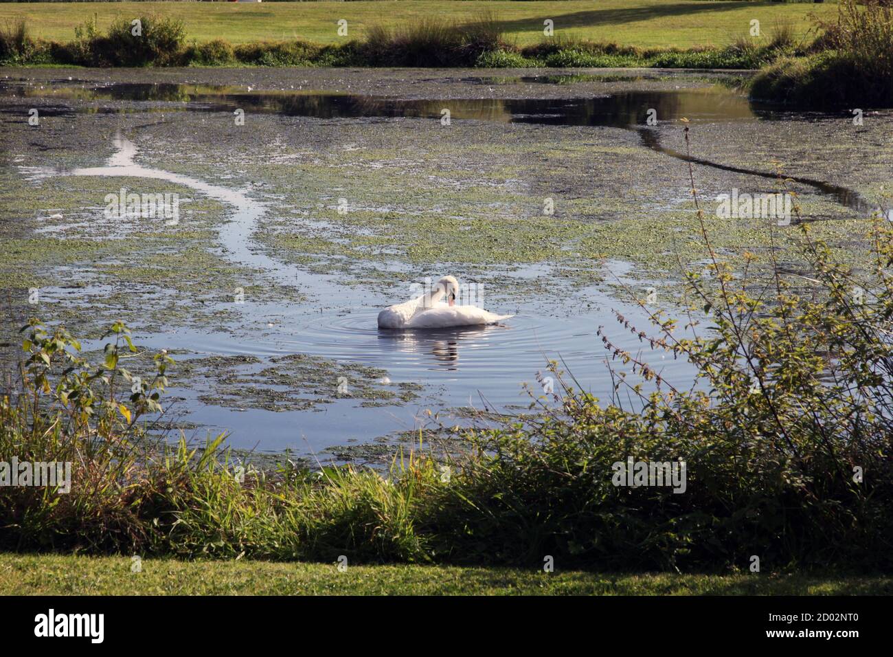 Der Teich in Kingfisher Farm Shop in Abinger Hammer Dorf in den Surrey Hills, Surrey, Großbritannien, September 2020 Stockfoto