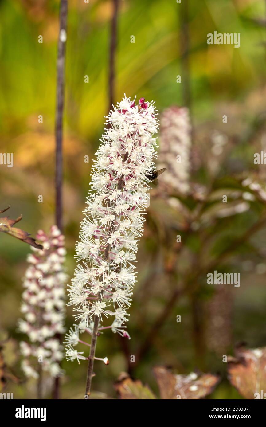 Cimicifuga simplex atropurpureum Fotos und Bildmaterial in hoher